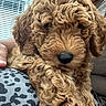 animal, blinds, brown, close_up, companion, cozy, cuddle, curly_fur, cute, dog, fur_texture, indoor, lap, person, pet, puppy, relaxed, smile, soft_light, window