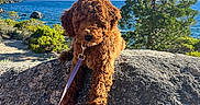 Honey joined the competition — help win amazing prizes! animal, brown_dog, clouds, curly_hair, dog, greenery, lake, landscape, leash, mountains, nature, outdoor, pet, puppy, rock, scenic, sky, sunlight, tree, water