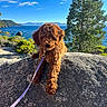 animal, brown_dog, clouds, curly_hair, dog, greenery, lake, landscape, leash, mountains, nature, outdoor, pet, puppy, rock, scenic, sky, sunlight, tree, water