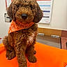 Honey is registered to the contest to win money with this photo: animal, bandana, blanket, brown, canine, companion, cute, cute_pet, dog, domestic, fluffy, friendly, fur, indoor, orange, pet, portrait, puppy, sitting, young