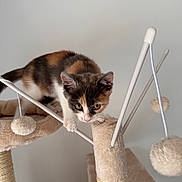 Mila a rejoint le concours — aidez-le/la à gagner de superbes lots ! kitten, calico, cat, cat_tree, playful, pet, indoor, animal, feline, fur, whiskers, ears, climbing, toy, pom_poms, curious, young, cute, balancing, soft