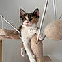 animal, calico, cat, cat_tree, climbing, closeup, curious, cute, domestic_cat, feline, fur, indoor, kitten, paw, pet, pet_accessory, playful, scratching_post, whiskers, young