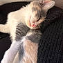adorable, animal, black_knit, cat, closeup, cozy, cute, domestic_cat, feline, fur, kitten, nap, pet, pink_nose, relaxed, resting, sleeping, soft, whiskers, young