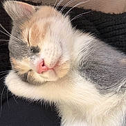 Mila participe au concours pour gagner de l'argent avec cette photo : cat, kitten, sleeping, calico, fur, pink_nose, whiskers, close_up, pet, cute, resting, animal, domestic_cat, soft, cozy, indoor, relaxed, feline, young, sleep
