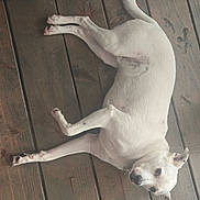 Buddy is registered to the contest to win money with this photo: animal, canine, collar, companion, dog, domestic_animal, ears, flooring, fur, house_pet, indoor, laying_down, looking_up, paws, pet, relaxed, resting, tail, white_dog, wooden_floor