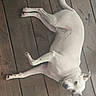 animal, canine, collar, companion, dog, domestic_animal, ears, flooring, fur, house_pet, indoor, laying_down, looking_up, paws, pet, relaxed, resting, tail, white_dog, wooden_floor