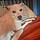 Buddy