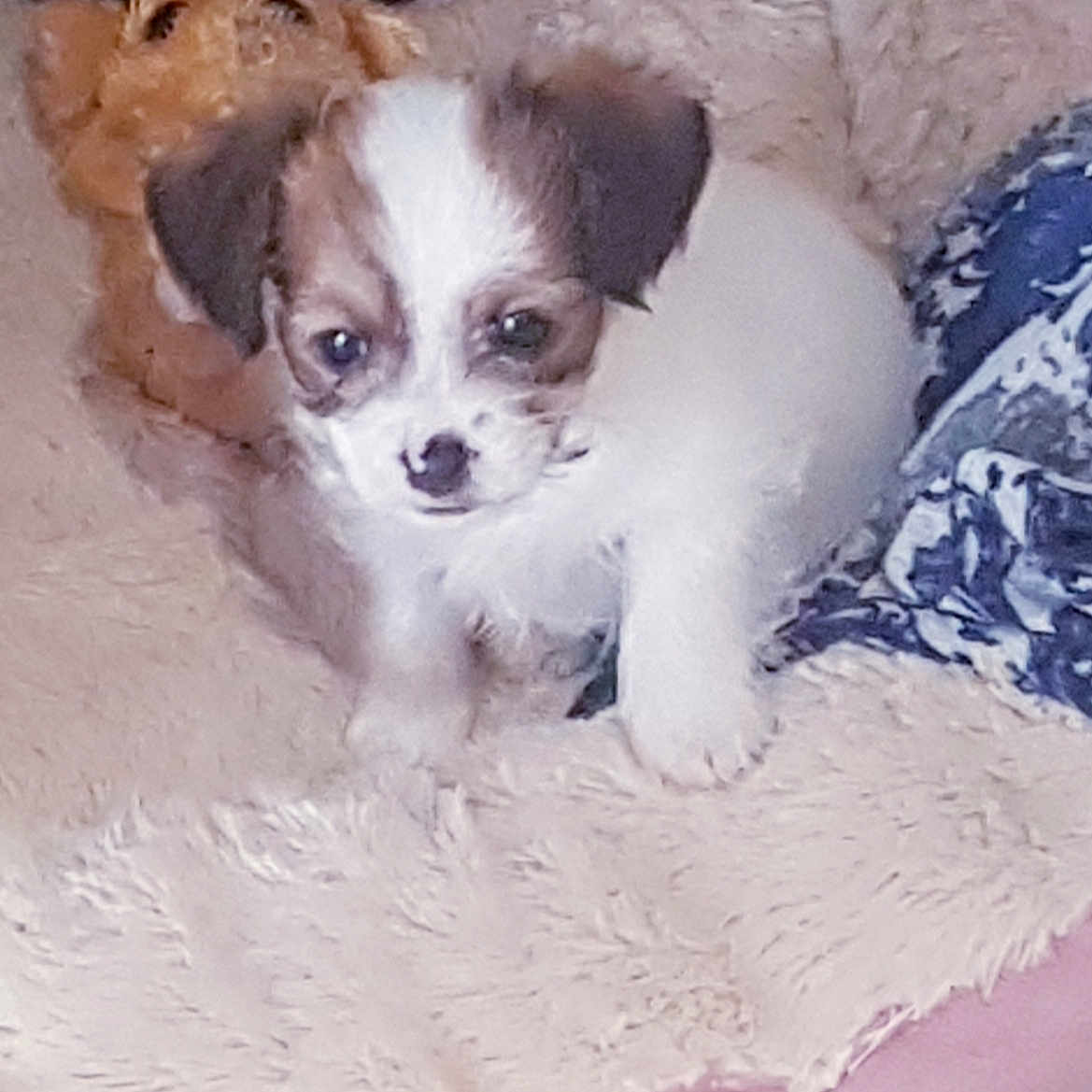 Tiny