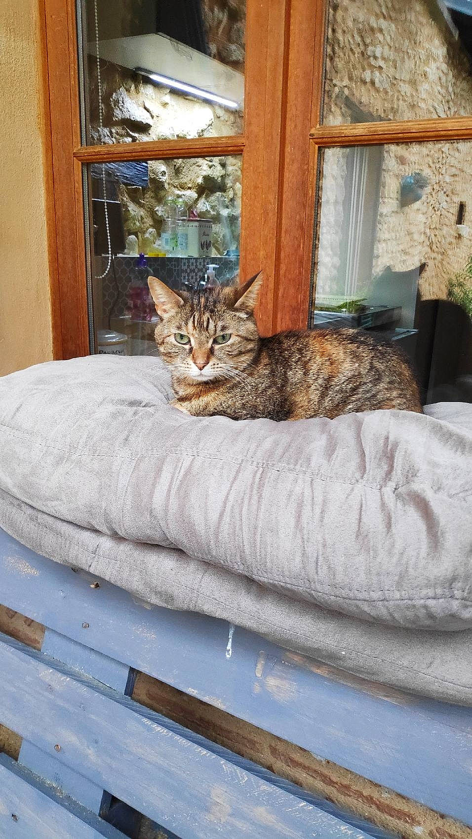 Gypsy a rejoint le concours — aidez-le/la à gagner de superbes lots ! carnivore, cat, comfort, door, fawn, felidae, floor, flooring, grey, hardwood, linens, plant, small_to_medium_sized_cats, snout, tail, textile, wall, whiskers, window, wood