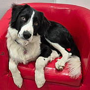 Vanille participe au concours pour gagner de l'argent avec cette photo : animal, black_and_white, border_collie, collar, cute, dog, ears, fluffy, fur, furniture, home, indoor, looking_at_camera, paw_tag, pet, portrait, red_chair, relaxed, sitting, tail
