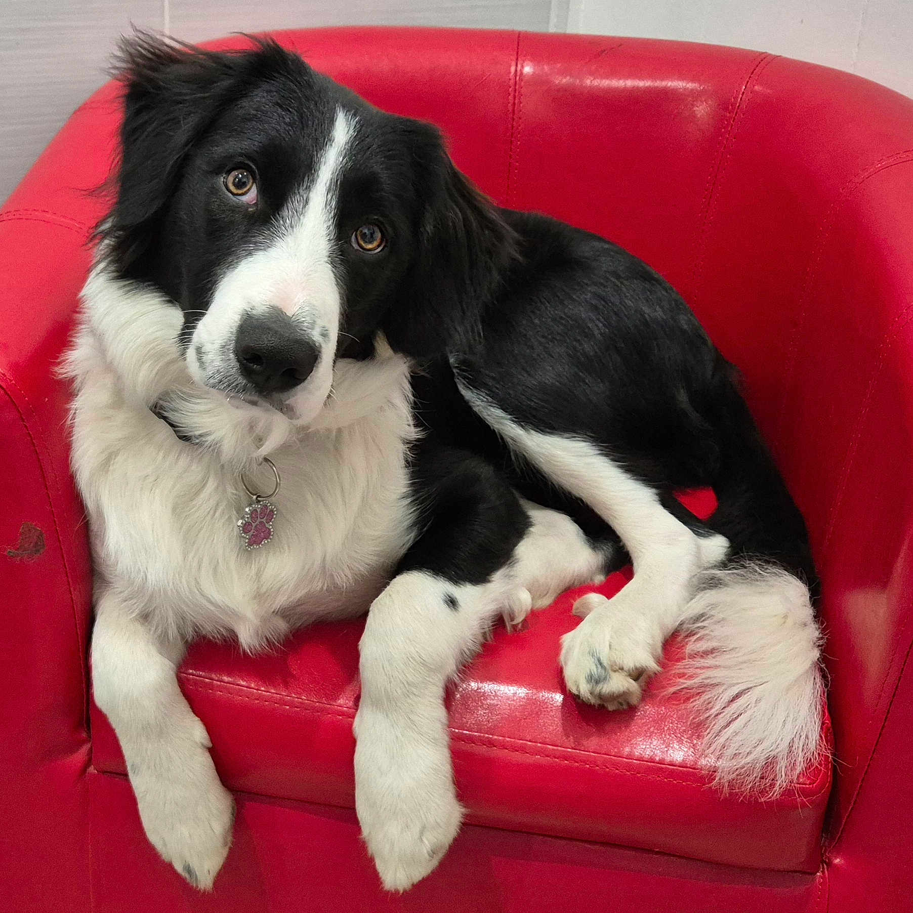 Vanille participe au concours pour gagner de l'argent avec cette photo : animal, black_and_white, border_collie, collar, cute, dog, ears, fluffy, fur, furniture, home, indoor, looking_at_camera, paw_tag, pet, portrait, red_chair, relaxed, sitting, tail