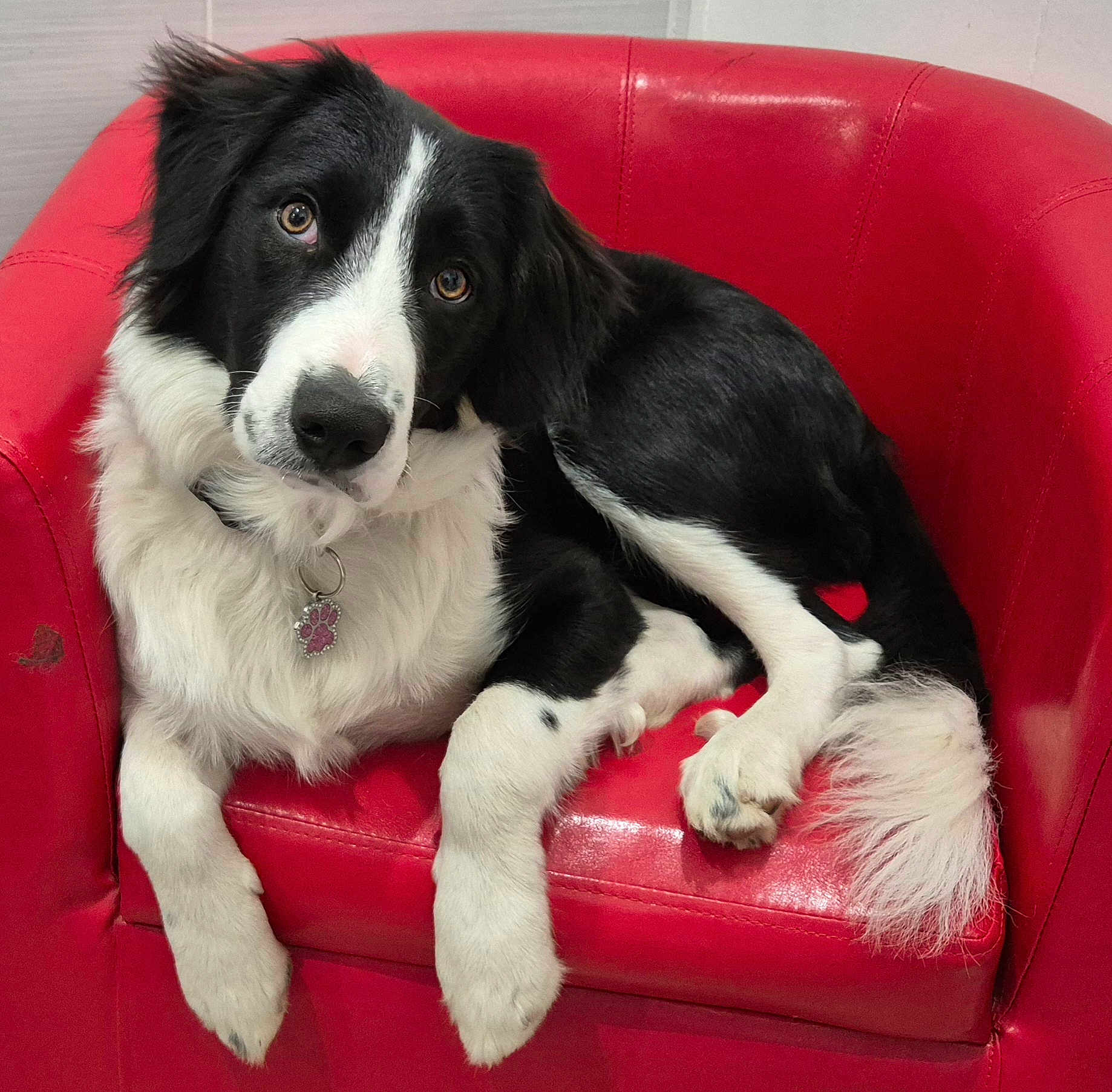 Vanille participe au concours pour gagner de l'argent avec cette photo : animal, black_and_white, border_collie, collar, cute, dog, ears, fluffy, fur, furniture, home, indoor, looking_at_camera, paw_tag, pet, portrait, red_chair, relaxed, sitting, tail