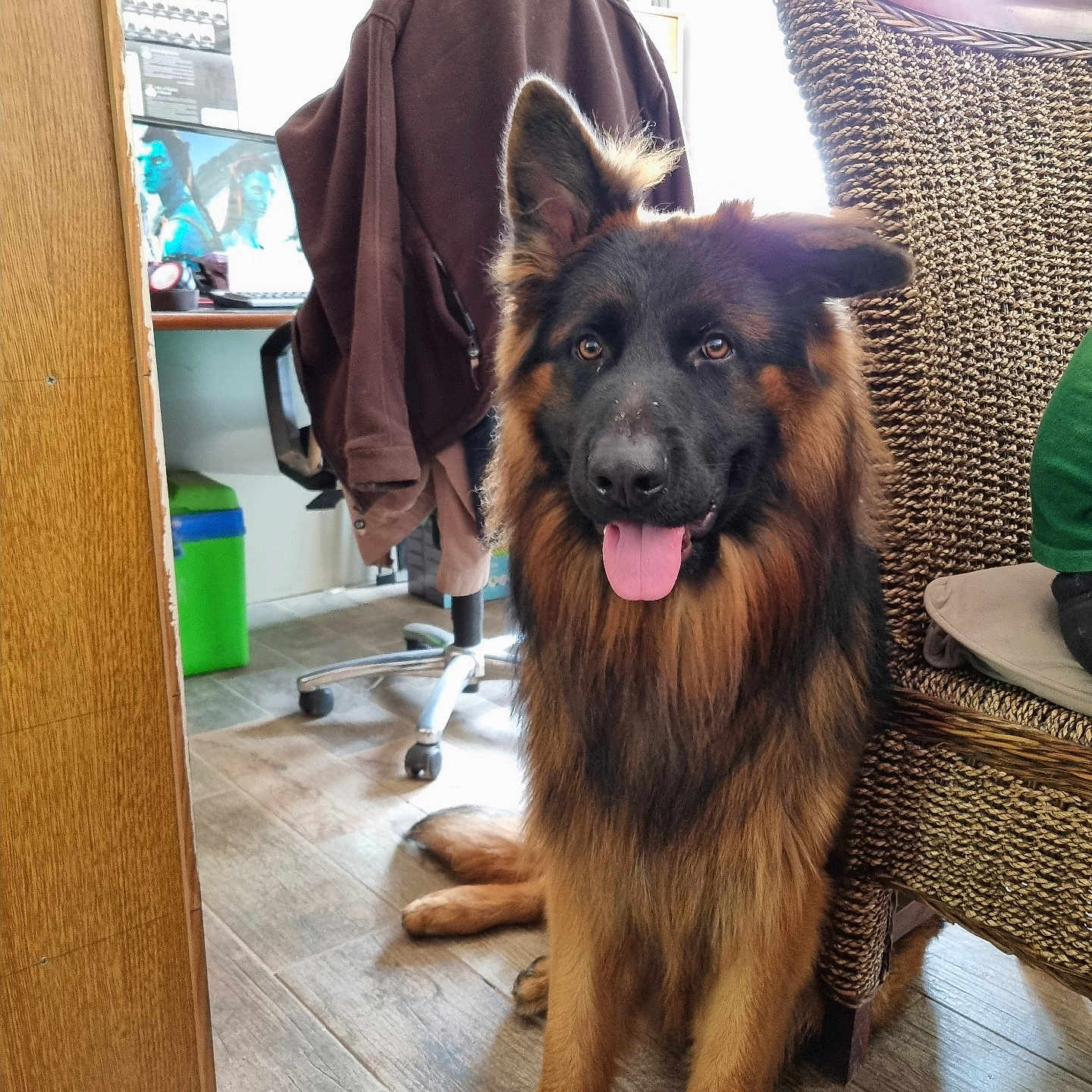 Vegas a rejoint le concours — aidez-le/la à gagner de superbes lots ! animal, chair, companion, cozy, cute, dog, ears, floor, friendly, fur, german_shepherd, home, indoor, jacket, looking, pet, sitting, tongue_out, wicker_chair, wooden_floor