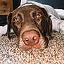 Fern joined the competition — help win amazing prizes! dog, brown, white, carpet, close_up, nose, eyes, lying_down, pet, animal, indoor, texture, fur, relaxed, cute, muzzle, whiskers, ears, portrait, domestic