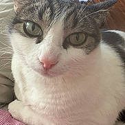 Dottie is registered to the contest to win money with this photo: animal, cat, close_up, comfort, cute, domestic_cat, feline, fur, green_eyes, indoor, person_lap, pet, pink_nose, portrait, relaxing, resting, striped, tabby, whiskers, white_fur