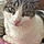 Dottie