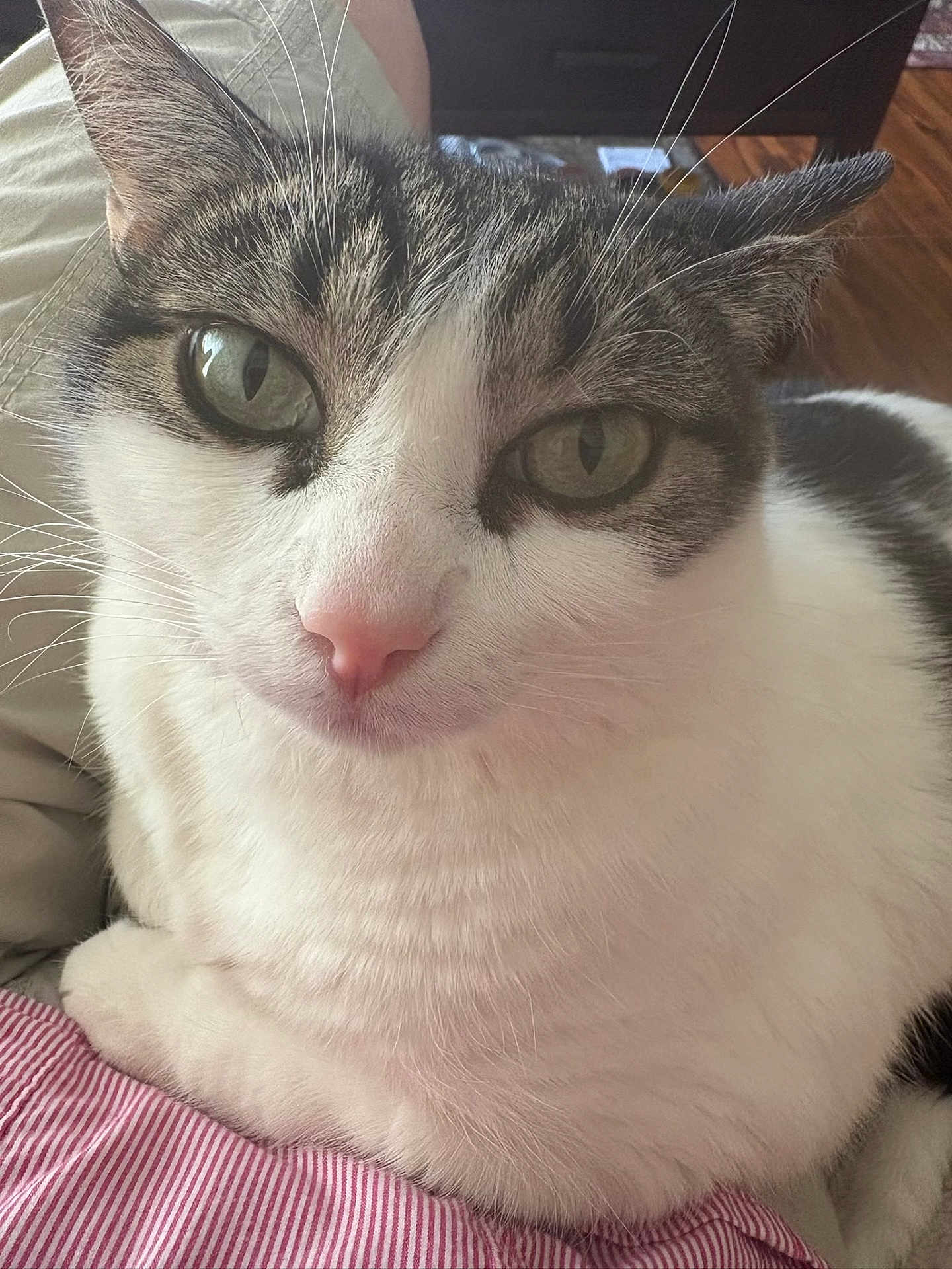 Dottie