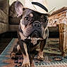 dog, french_bulldog, hat, cowboy_hat, pet, indoor, rug, carpet, furniture, living_room, animal, cute, portrait, brown, black, ears, floor, looking, seated, domestic