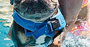 Stitch joined the competition — help win amazing prizes! active, animal, blue_harness, closeup, dog, fun, jumping, outdoor, person, pet, pet_care, playful, pool, pug, splash, summer, summer_fun, swimming, swimsuit, water