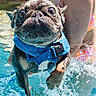 dog, pug, water, pool, swimming, blue_harness, splash, summer, pet, animal, outdoor, person, swimsuit, playful, jumping, closeup, fun, active, pet_care, summer_fun