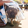 dog, french_bulldog, puppy, towel, outdoor, sunlight, close_up, pet, animal, cute, face, wrinkles, eyes, shadow, person_hand, footwear, summer, bokeh, expression, curious