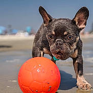 Stitch joined the competition — help win amazing prizes! dog, puppy, french_bulldog, beach, ball, sand, wet, water, playful, outdoor, sunny, animal, pet, closeup, focused, young, fun, summer, recreation, vacation
