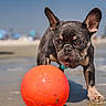dog, puppy, french_bulldog, beach, ball, sand, wet, water, playful, outdoor, sunny, animal, pet, closeup, focused, young, fun, summer, recreation, vacation