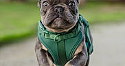 Stitch is registered to the contest to win money with this photo: dog, puppy, french_bulldog, green_harness, running, outdoor, park, blurred_background, canine, pet, young_dog, short_hair, animal, walking_path, cute, energetic, playful, small_dog, mammal, front_view