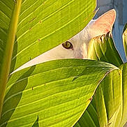 Milky a rejoint le concours — aidez-le/la à gagner de superbes lots ! cat, white_cat, feline, eye, peeking, hidden, leaves, tropical, plant, foliage, greenery, nature, closeup, portrait, animal, camouflage, curious, golden_eye, outdoor, jungle