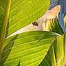 cat, white_cat, feline, eye, peeking, hidden, leaves, tropical, plant, foliage, greenery, nature, closeup, portrait, animal, camouflage, curious, golden_eye, outdoor, jungle