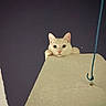 Milky a rejoint le concours — aidez-le/la à gagner de superbes lots ! cat, white_cat, pet, animal, feline, face, eyes, ears, paw, peeking, looking_at_camera, alert, cute, indoors, wall, ledge, ceiling, cable, portrait, photography