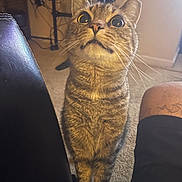 Summer is registered to the contest to win money with this photo: cat, tabby, indoor, carpet, furniture, human_leg, shorts, musical_instrument, drum_set, whiskers, curious, wide_eyes, pet, animal, close_up, looking_up, expression, domestic, floor, black_clothing