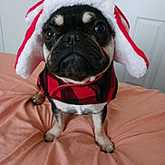 Barkley joined the competition — help win amazing prizes! animal, blanket, bostonbull, boxer, bulldog, canine, clothing, dog, frenchbulldog, hood, hoodie, indoors, knitwear, pet, pitbull, pug, puppy, sweater, sweatshirt, towel