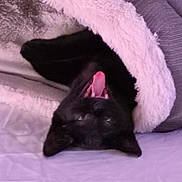Kitkat joined the competition — help win amazing prizes! cat, black_cat, blanket, fluffy, yawning, tongue_out, cozy, upside_down, pet, animal, indoor, resting, cute, fur, sleepy, soft_texture, purple, pink, relaxed, snuggling