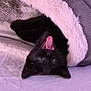 cat, black_cat, blanket, fluffy, yawning, tongue_out, cozy, upside_down, pet, animal, indoor, resting, cute, fur, sleepy, soft_texture, purple, pink, relaxed, snuggling