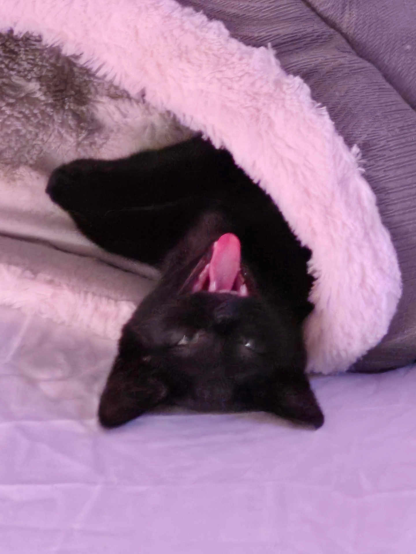 Kitkat