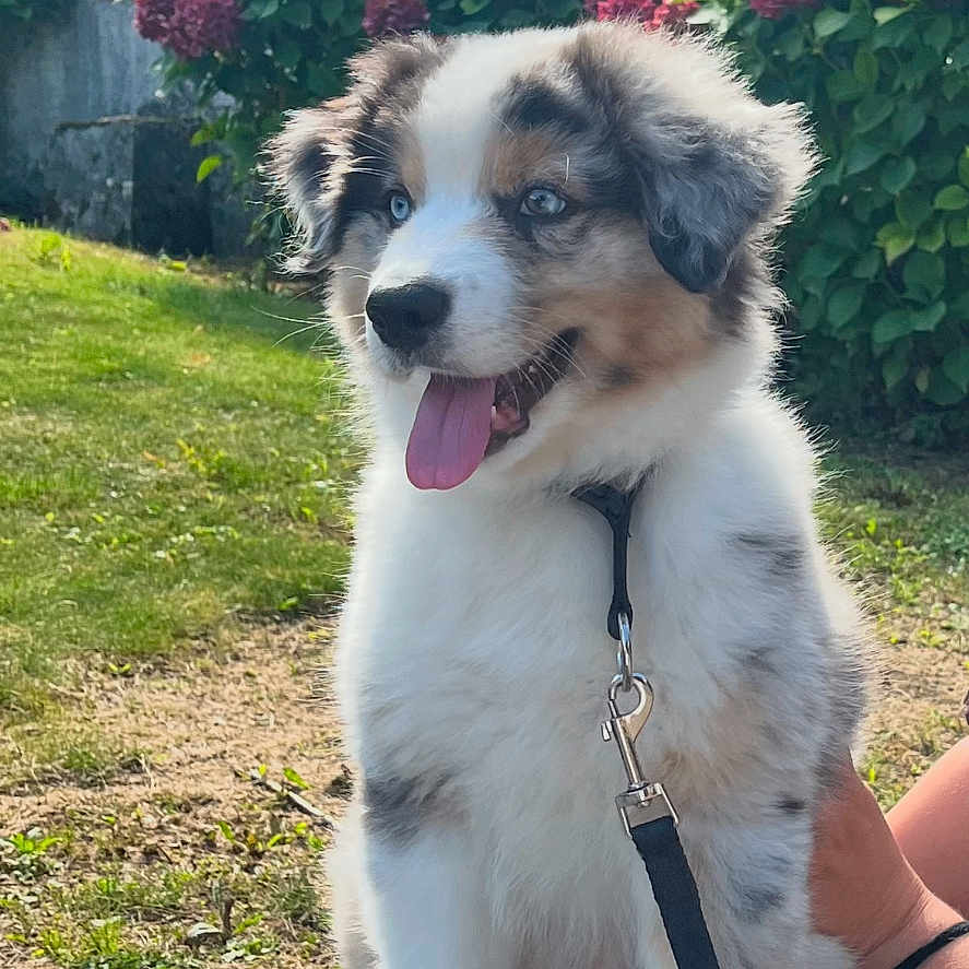 Astro a rejoint le concours — aidez-le/la à gagner de superbes lots ! australian_shepherd, blue_eyes, cute, dog, flower_bush, fur, grass, greenery, hand, happy, hydrangea, leash, outdoor, pet, puppy, sitting, sky, stone_ledge, sunny, tongue_out