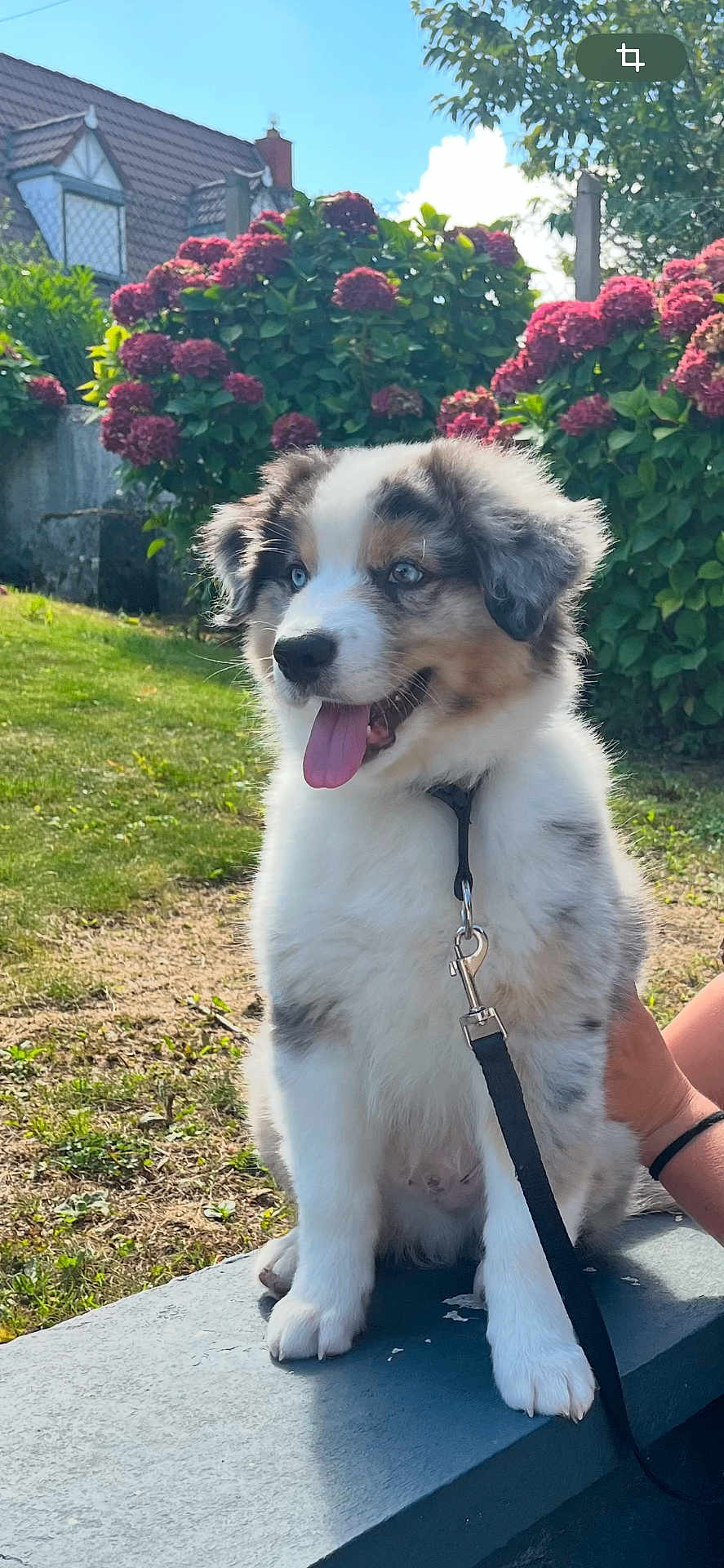 Astro
