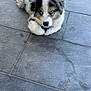 puppy, dog, blue_eyes, merle_coat, fur, tile_floor, pet, animal, young_dog, cute, lying_down, outdoor, porch, resting, paw, adorable, canine, looking_up, fur_pattern, domestic_animal