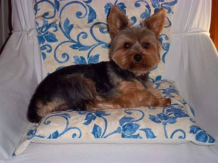 Dusty a rejoint le concours — aidez-le/la à gagner de superbes lots ! biewer_terrier, blue, canidae, carnivore, comfort, companion_dog, dog, dog_breed, dog_supply, fawn, liver, pet_supply, small_terrier, snout, sporting_group, terrestrial_animal, terrier, toy_dog, working_animal, yorkipoo