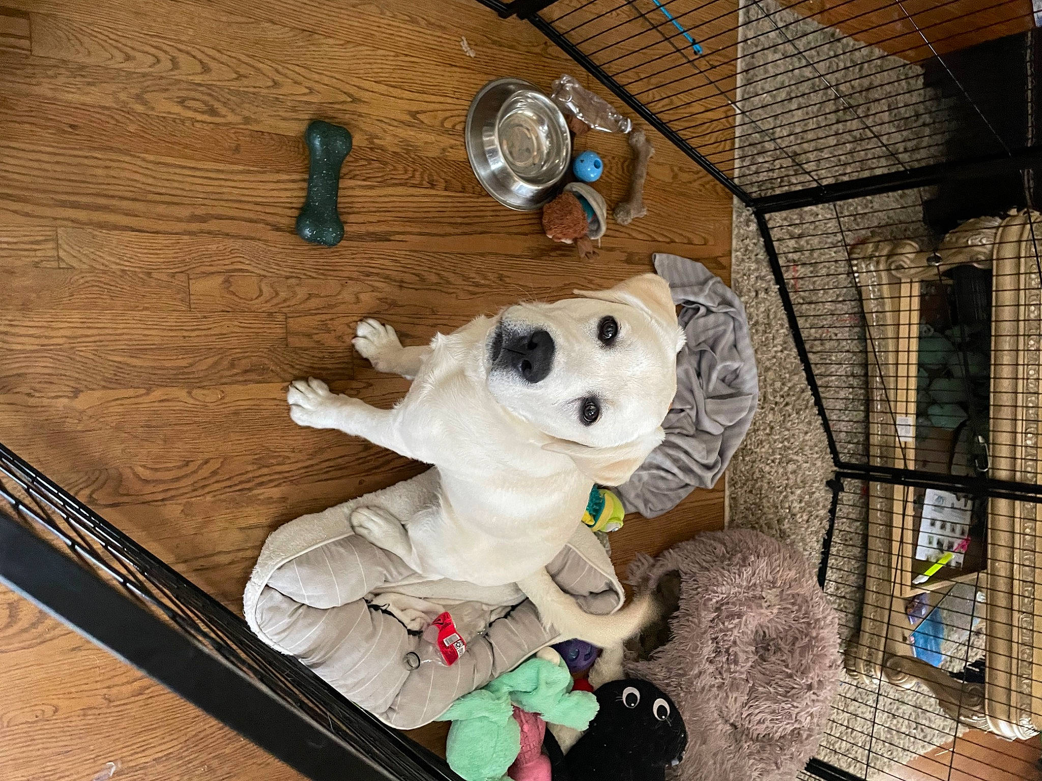 Dug is registered to the contest to win money with this photo: art, canidae, companion_dog, flooring, fur, hardwood, mascot, mechanical_fan, metal, plush, plywood, room, snout, sporting_group, stuffed_toy, teddy_bear, toy, window, wood, wood_stain
