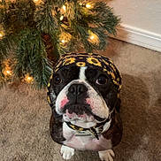 Benny is registered to the contest to win money with this photo: dog, boston_terrier, headscarf, sunflower_pattern, carpet, christmas_tree, holiday_lights, indoor, pet, cute, looking_up, waiting, festive, decorations, animal, canine, portrait, adorable, christmas, holiday