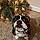 Benny