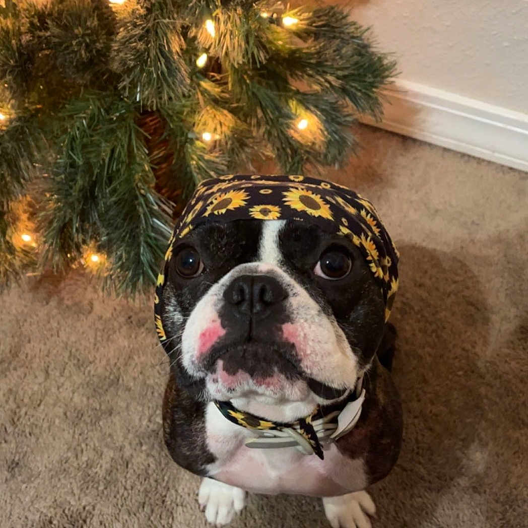 Benny is registered to the contest to win money with this photo: adorable, animal, boston_terrier, canine, carpet, christmas, christmas_tree, cute, decorations, dog, festive, headscarf, holiday, holiday_lights, indoor, looking_up, pet, portrait, sunflower_pattern, waiting