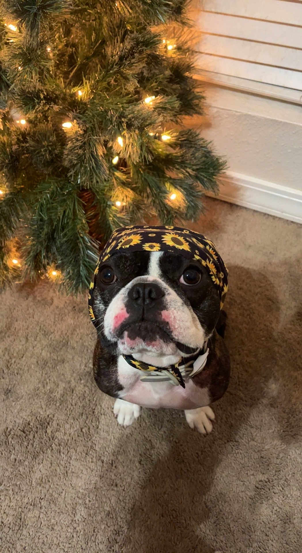 Benny is registered to the contest to win money with this photo: dog, boston_terrier, headscarf, sunflower_pattern, carpet, christmas_tree, holiday_lights, indoor, pet, cute, looking_up, waiting, festive, decorations, animal, canine, portrait, adorable, christmas, holiday