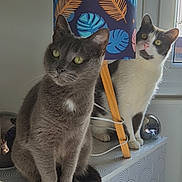 Ulysse Channel a rejoint le concours — aidez-le/la à gagner de superbes lots ! cat, cats, indoor, lamp, furniture, window, dressed, curious, patterned, gray_cat, black_and_white_cat, pets, domestic_animals, natural_light, cozy, home_decor, animal_portrait, sitting, cute, companions