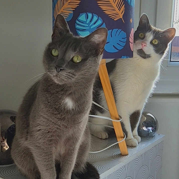 Ulysse Channel a rejoint le concours — aidez-le/la à gagner de superbes lots ! cat, cats, indoor, lamp, furniture, window, dressed, curious, patterned, gray_cat, black_and_white_cat, pets, domestic_animals, natural_light, cozy, home_decor, animal_portrait, sitting, cute, companions