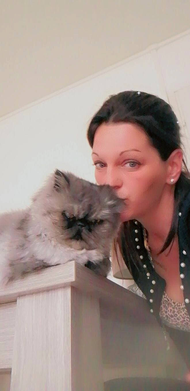 Tibelo a rejoint le concours — aidez-le/la à gagner de superbes lots ! balinese, birman, body_jewelry, box, british_longhair, carnivore, cat, companion_dog, fashion_accessory, fawn, felidae, fur, hair, head, jewellery, necklace, ragdoll, sitting, small_to_medium_sized_cats, whiskers