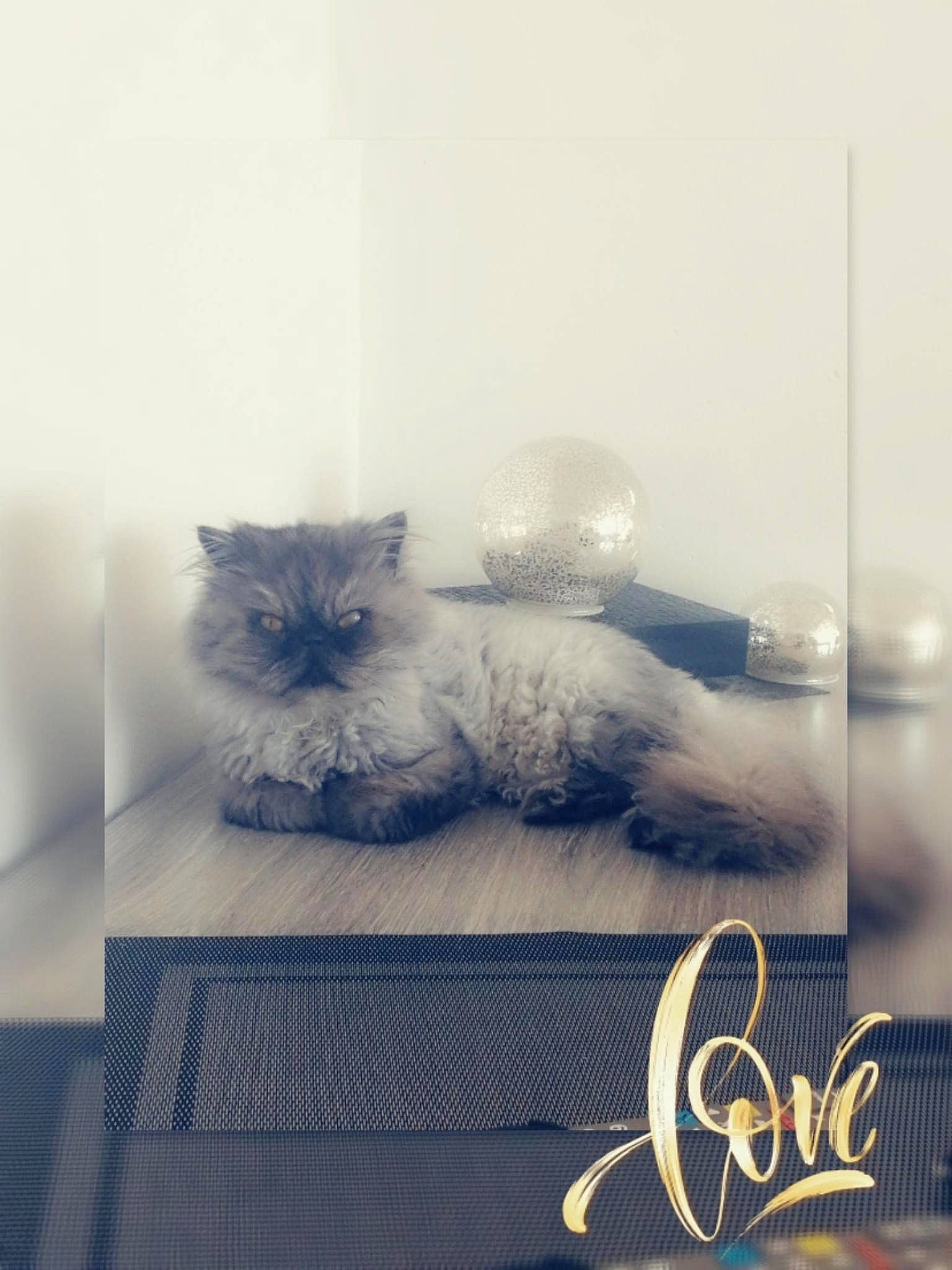 Tibelo participe au concours pour gagner de l'argent avec cette photo : bed, carnivore, cat, comfort, domestic_short_haired_cat, felidae, font, fur, grey, logo, monochrome, monochrome_photography, paw, photo_caption, room, sitting, small_to_medium_sized_cats, tail, tire, whiskers