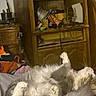 Sox is registered to the contest to win money with this photo: animal, bed, cat, cluttered_background, cute, fluffy, funny_pose, fur, home, indoor, lying_down, paws, pet, portrait, relaxed, sleeping, tail, upside_down, white_and_gray, wooden_cabinet